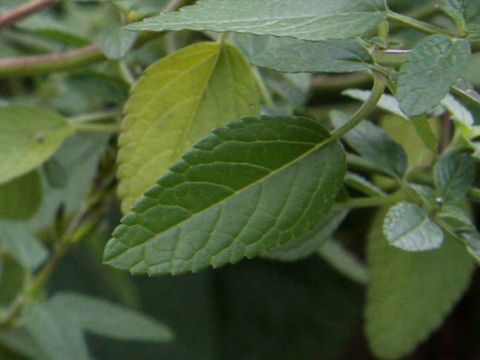 Salvia striata