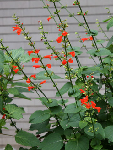 Salvia subrotunda