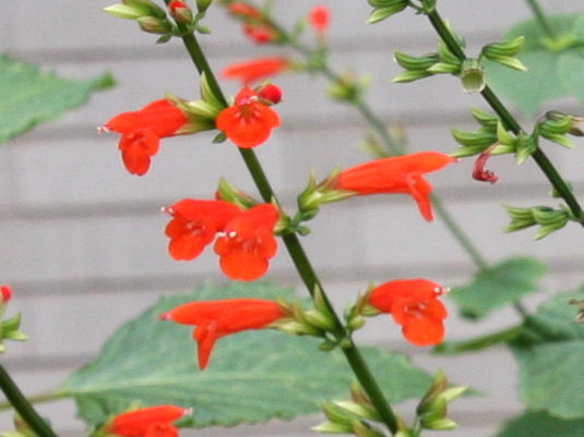 Salvia subrotunda