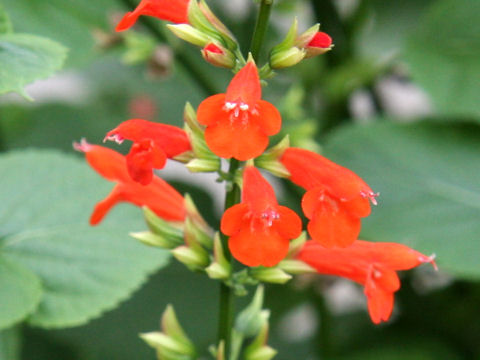 Salvia subrotunda