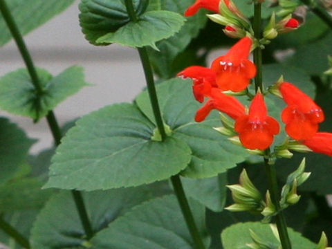 Salvia subrotunda