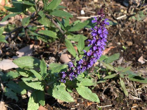 Salvia x superba 'Blue Queen'