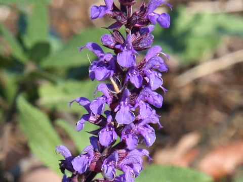 Salvia x superba 'Blue Queen'