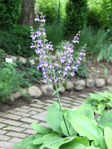 Salvia taraxacifolia