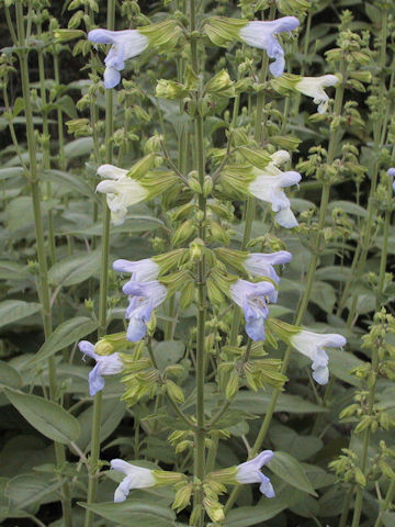 Salvia tomentosa