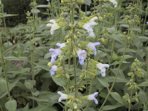 Salvia tomentosa