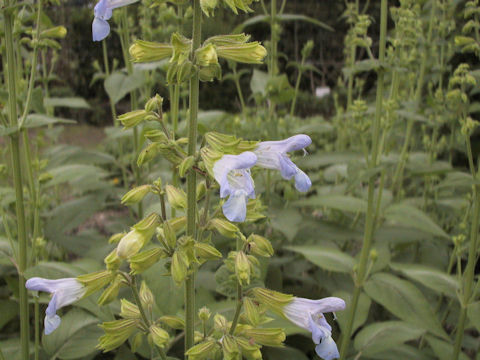 Salvia tomentosa