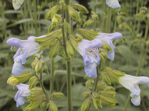 Salvia tomentosa