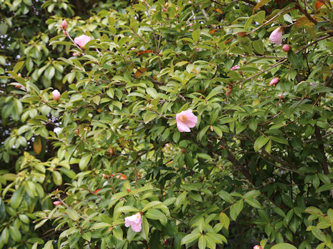 Salween camellia