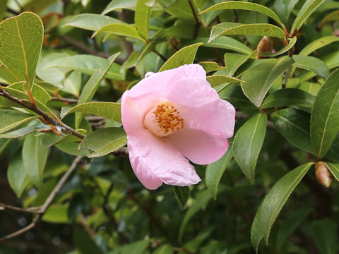 Salween camellia
