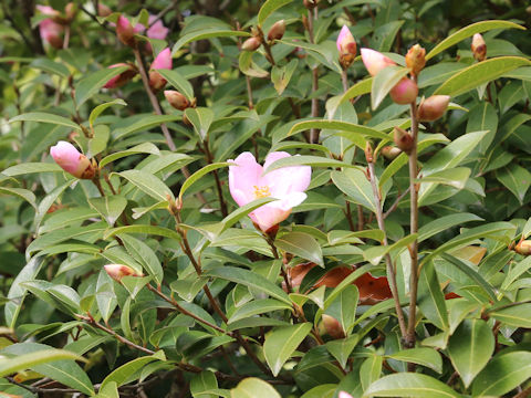 Salween camellia