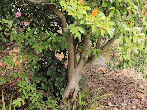 Salween camellia