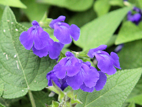 Salvia urica