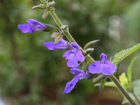 Salvia urica
