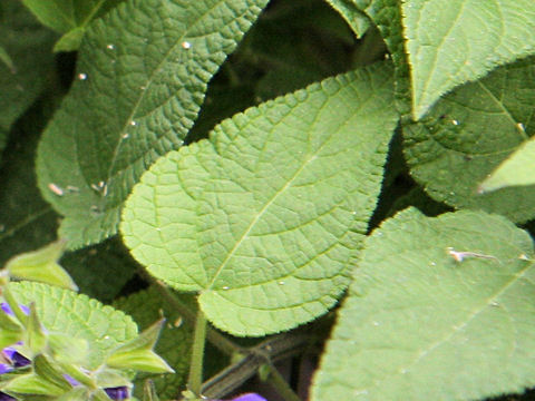 Salvia urica