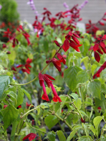 Salvia splendens cv. Van Houttei