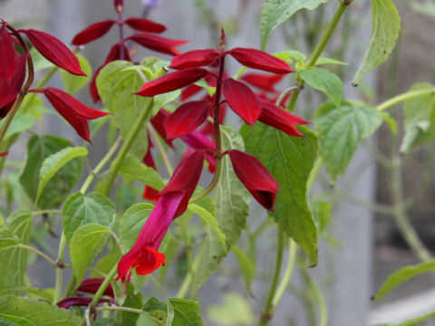 Salvia splendens cv. Van Houttei