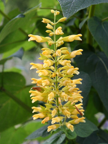 Salvia madorensis cv. Yellow Majesty