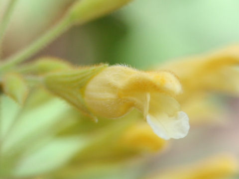 Salvia madorensis cv. Yellow Majesty