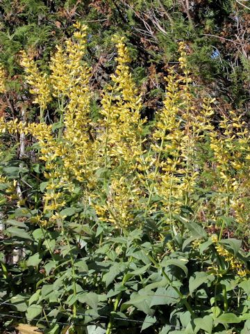 Salvia madorensis cv. Yellow Majesty