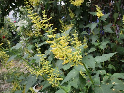 Salvia madorensis cv. Yellow Majesty