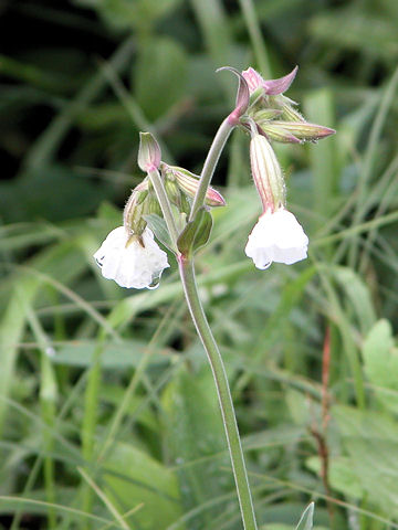 Silene pendula