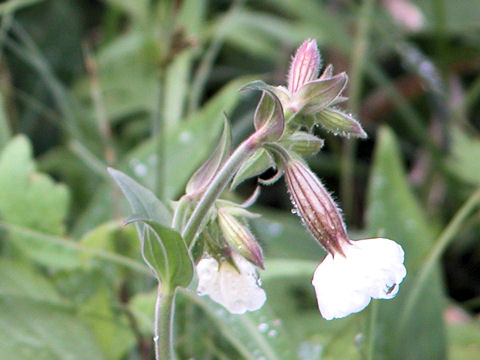 Silene pendula