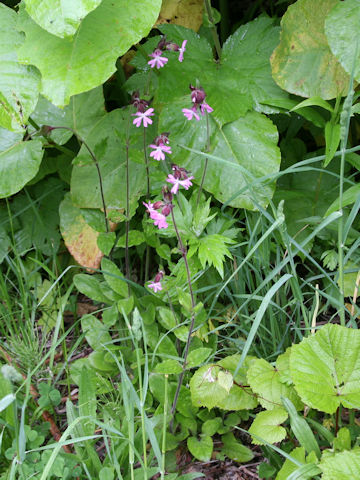 Silene pendula