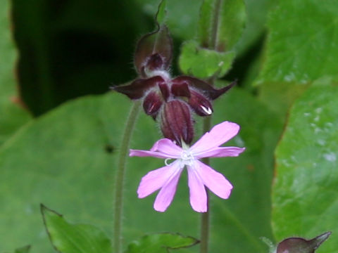 Silene pendula