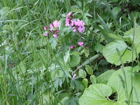 Silene pendula