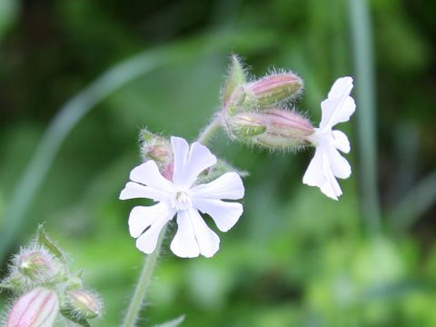 Silene pendula