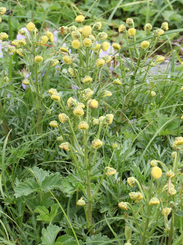 Artemisia arctica ssp. sachalinensis