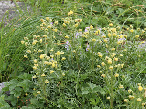 Artemisia arctica ssp. sachalinensis