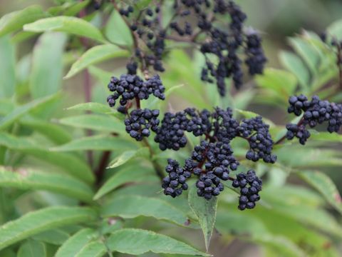 Sambucus ebulus