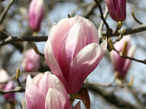 Magnolia x soulangiana