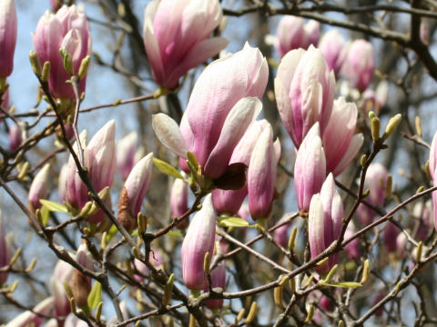 Magnolia x soulangiana