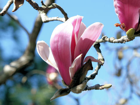 Magnolia x soulangiana