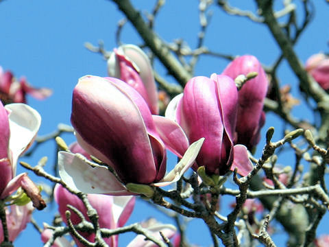 Magnolia x soulangiana