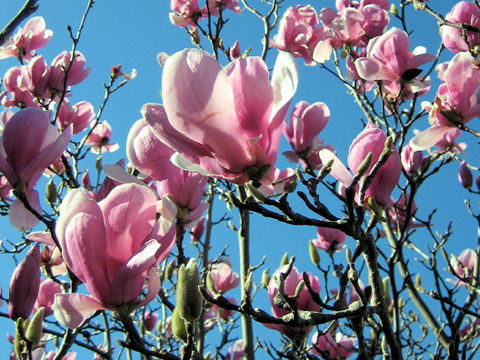 Magnolia x soulangiana