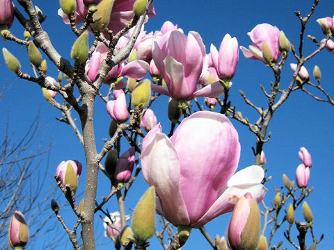 Magnolia x soulangiana