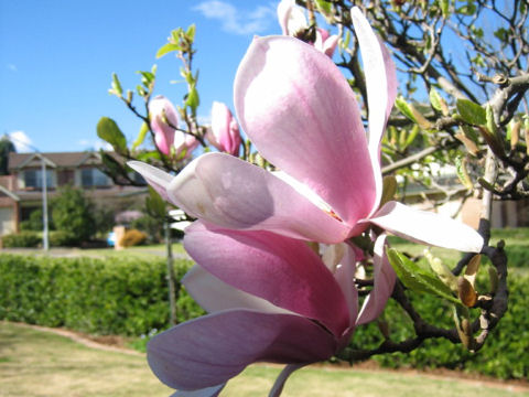 Magnolia x soulangiana