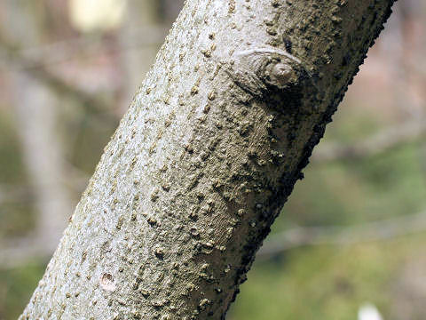 Magnolia x soulangiana