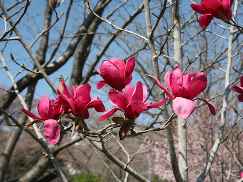 Magnolia x soulangiana