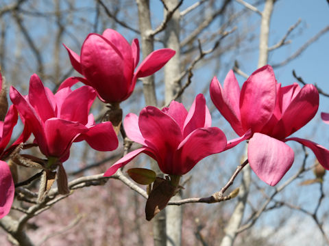 Magnolia x soulangiana