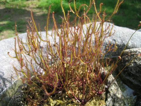 Drosera binata