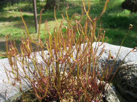 サスマタモウセンゴケ (Drosera binata)