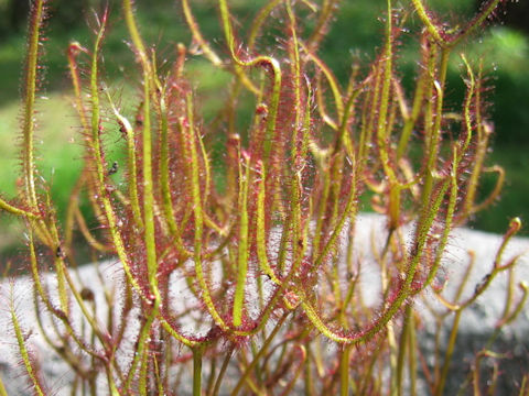 Drosera binata