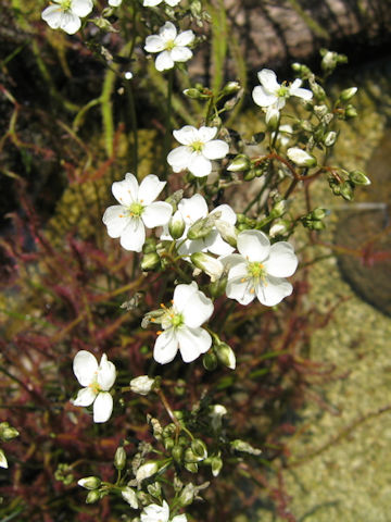 Drosera binata