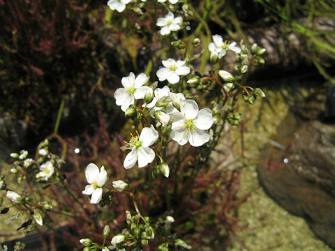 Drosera binata