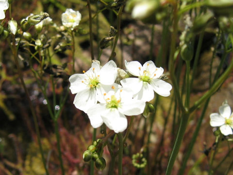 Drosera binata